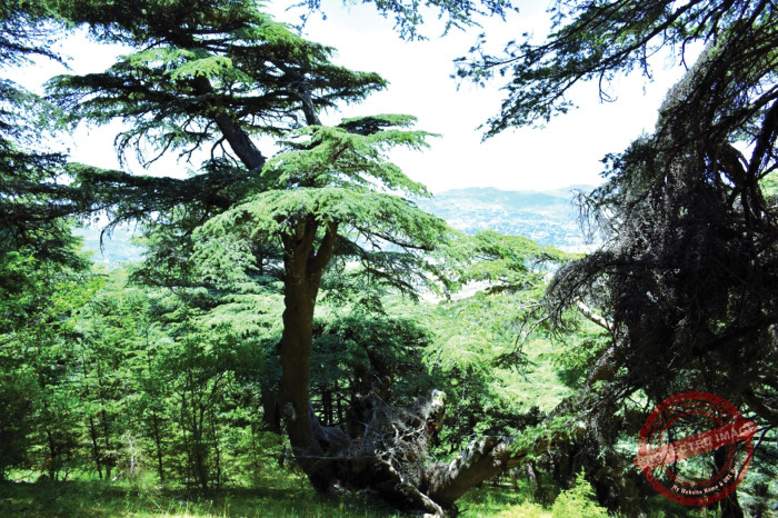 Read more about the article “لأنَّه لُبنان”…