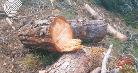 Read more about the article جمعية الارض دعت القضاء الى عدم التساهل مع المخالفين