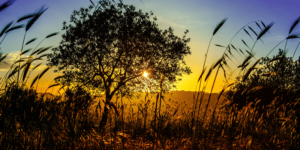 Read more about the article احيانًا…