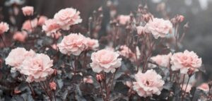 Read more about the article فى نهاية المطاف ..