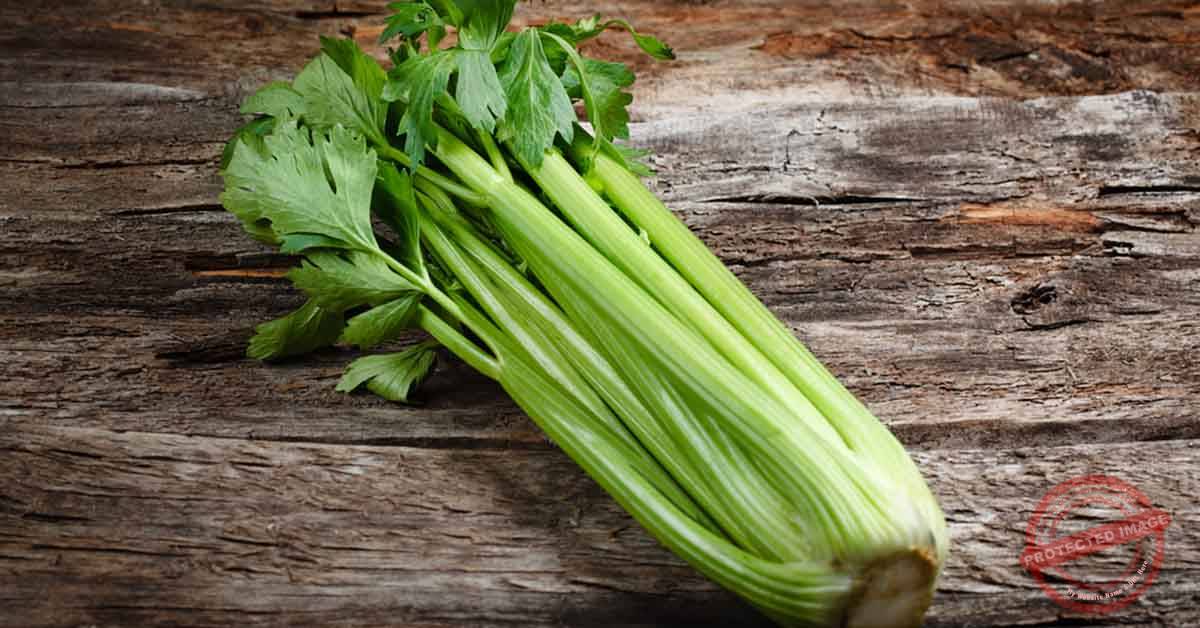 Read more about the article الكرفس ودوره في علاج قرحة المعدة