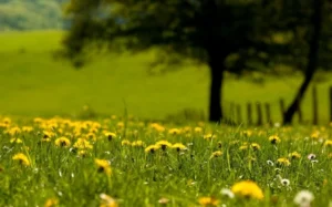 Read more about the article فن العيش الحكيم