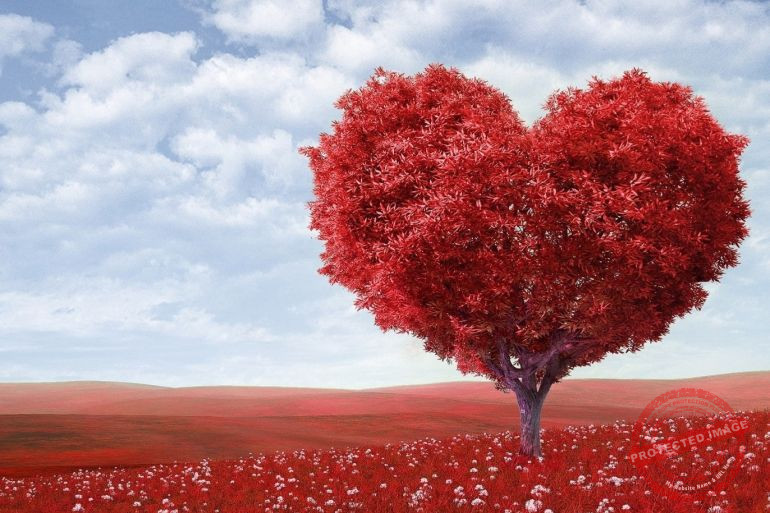 Read more about the article كل ما تعلمته عن الحب