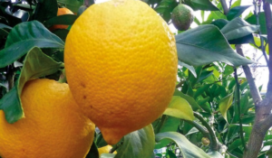 Read more about the article الأردن يفتح باب استيراد الليمون اللبناني