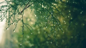 Read more about the article رائحة المطر “بتريخور”: تعريف علمي وأثر نفسي
