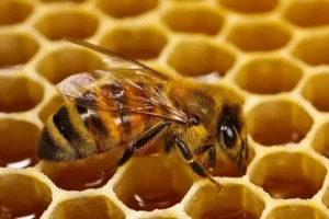 Read more about the article علماء صينيون يبتكرون أول “نحلة سايبورغ” مزوّدة بجهاز تحكم دماغي فائق الخفّة