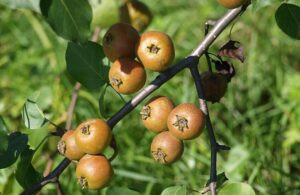 Read more about the article إجاص يحمي الكبد من أضرار الكحول