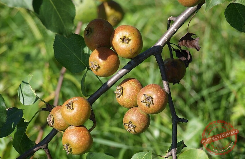 You are currently viewing إجاص يحمي الكبد من أضرار الكحول