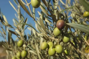 Read more about the article مجدل معوش… حين يتكلّم الزيتون