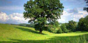 Read more about the article إعلان تحذيري من بلدية فيطرون