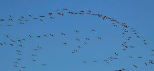 Read more about the article جمال الطيور المهاجرة في سماء بلادنا