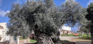Read more about the article شجرة الزيتون