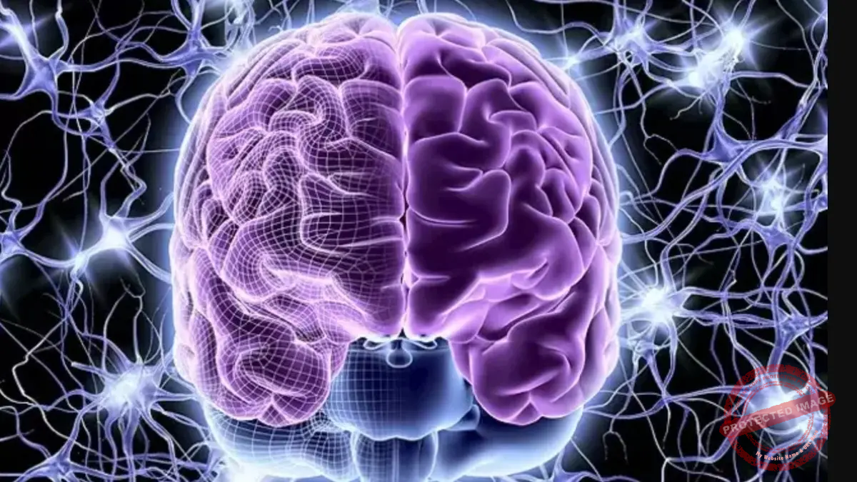 Read more about the article الذاكرة ليست حكرًا على الدماغ… دراسة تكشف أن خلايا الجسم الأخرى “تتعلّم” أيضًا