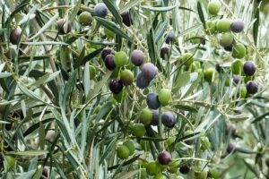 Read more about the article أمثال شعبية فلسطينية عن الزيت والزيتون