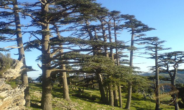 You are currently viewing سُئِل يوما الكاتب والفيلسوف اللبناني جبران خليل جبران : من أنتم ..؟