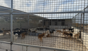 Read more about the article بلدية صيدا تحذر من الاقتراب من ملجأ الكلاب الشاردة وتوضح أهداف إنشائه