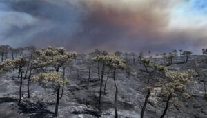 Read more about the article عندقت تواجه حريقًا كبيرًا قرب النهر وتحذيرات من تمدده