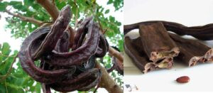 Read more about the article مهرجان الدبس في القصيبة: احتفاءٌ بالطعم والذاكرة والهوية الريفية