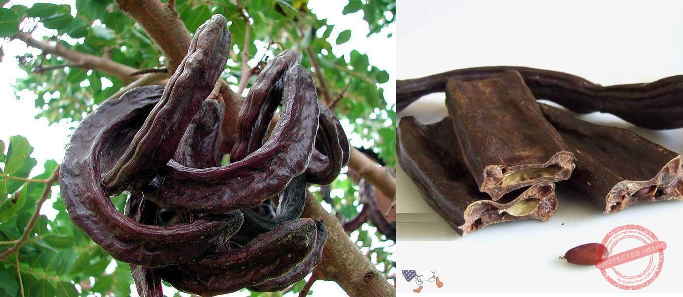 You are currently viewing مهرجان الدبس في القصيبة: احتفاءٌ بالطعم والذاكرة والهوية الريفية