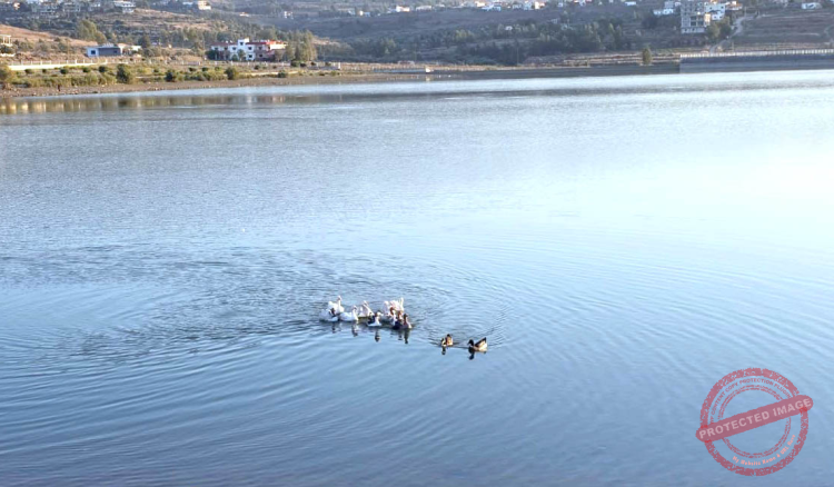 You are currently viewing وزارة الزراعة تطلق طيور الوزّ في بحيرة الكواشرة