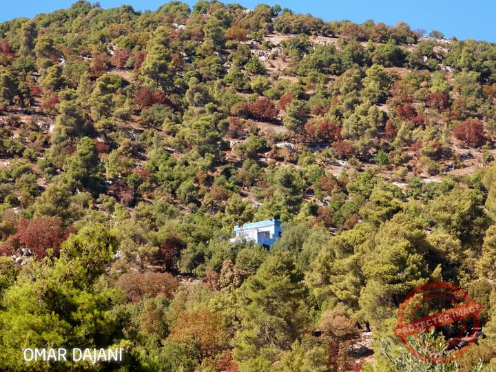 You are currently viewing تيبُّسٌ يقرع ناقوس الخطر في غابات شمال الأردن