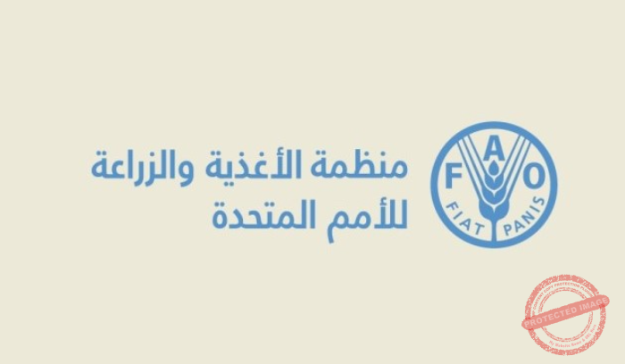 You are currently viewing فاو تُطلق إنذارًا خطيرًا بشأن غزة: انهيار زراعي ومجاعة تلوح في الأفق