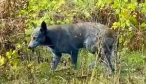 Read more about the article ظهور كلاب زرقاء في تشيرنوبل يثير تساؤلات بعد عقود على الكارثة النووية