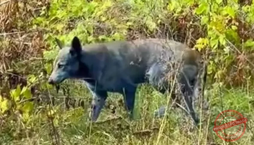 You are currently viewing ظهور كلاب زرقاء في تشيرنوبل يثير تساؤلات بعد عقود على الكارثة النووية